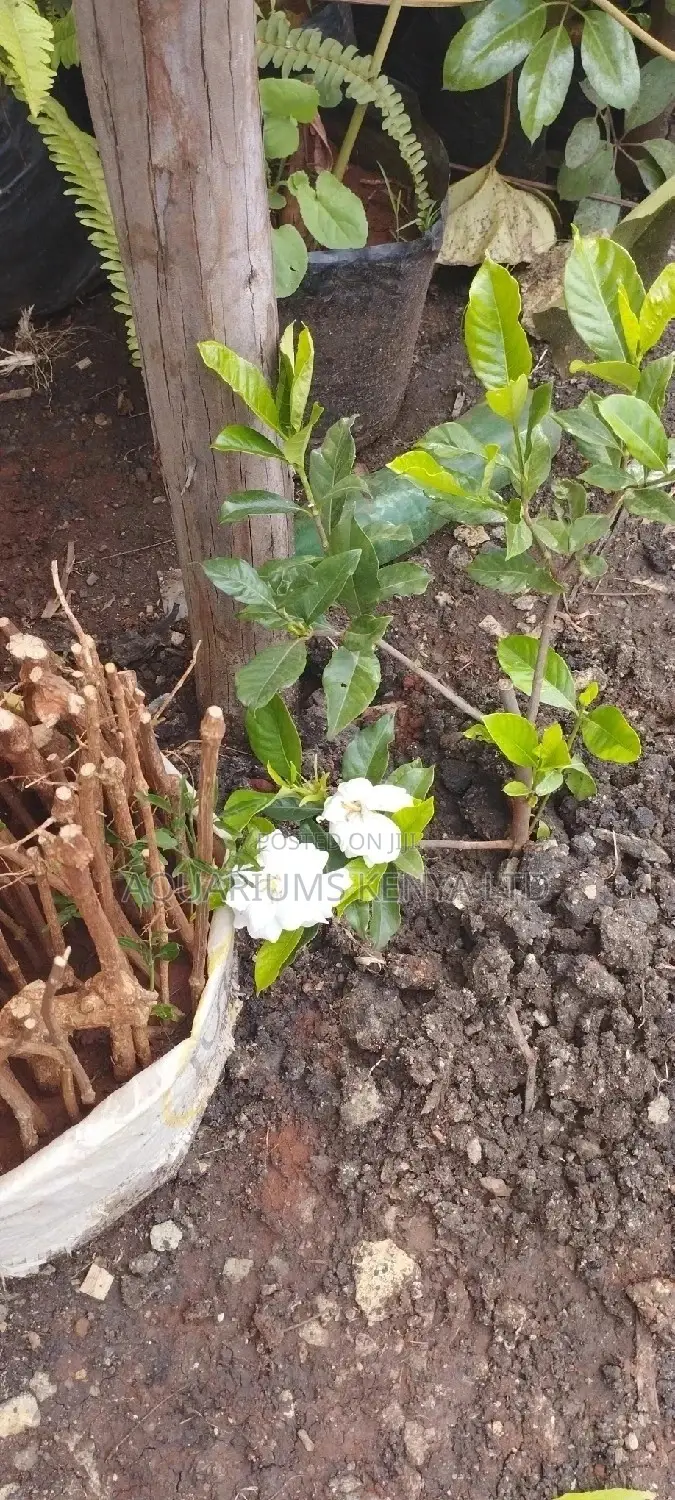 Exquisite Fragrance Gardenia Plant,Flowers