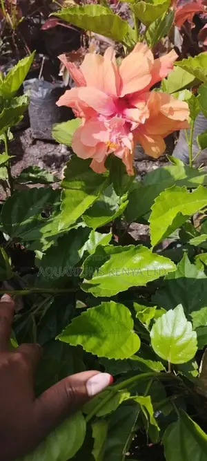 Flower Plants in Orange Light Colour,Flower Plant