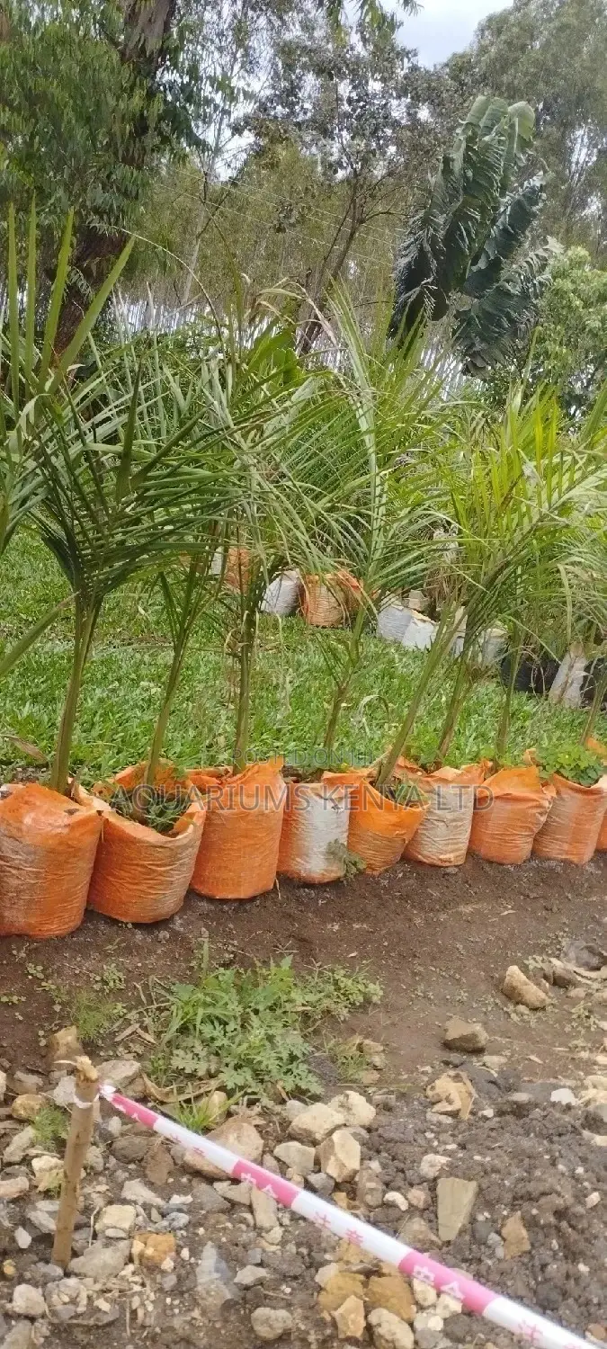 Palms for Your Garden ,Garden Palms