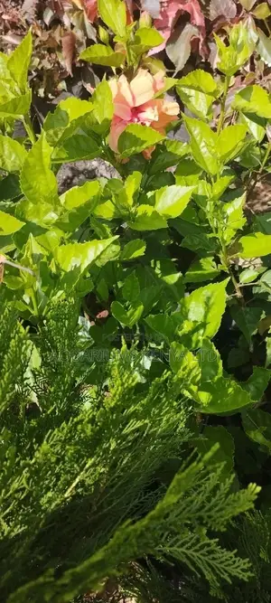 Hibiscus Flower Plant,Flower Plants