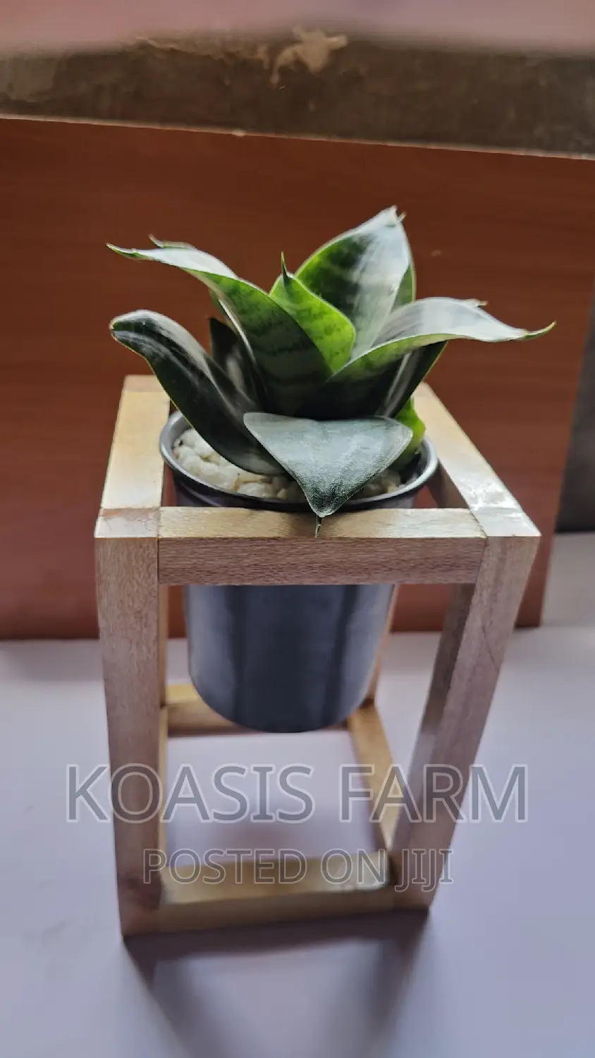 Wooden Design Snake Plant