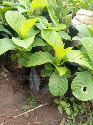 Giant Granadilla Passion - thumbnail 2