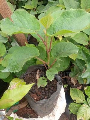 Kiwi Seedlings - thumbnail 2