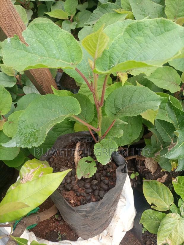 Kiwi Seedlings - main view