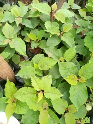 Kiwi Seedlings