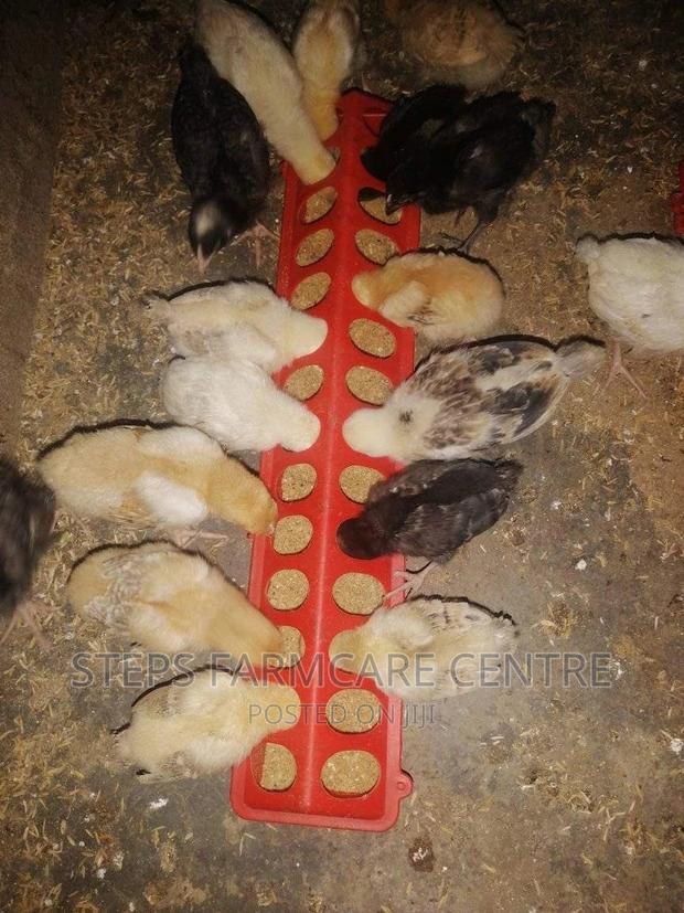 Poultry Feeder Troughs - main view