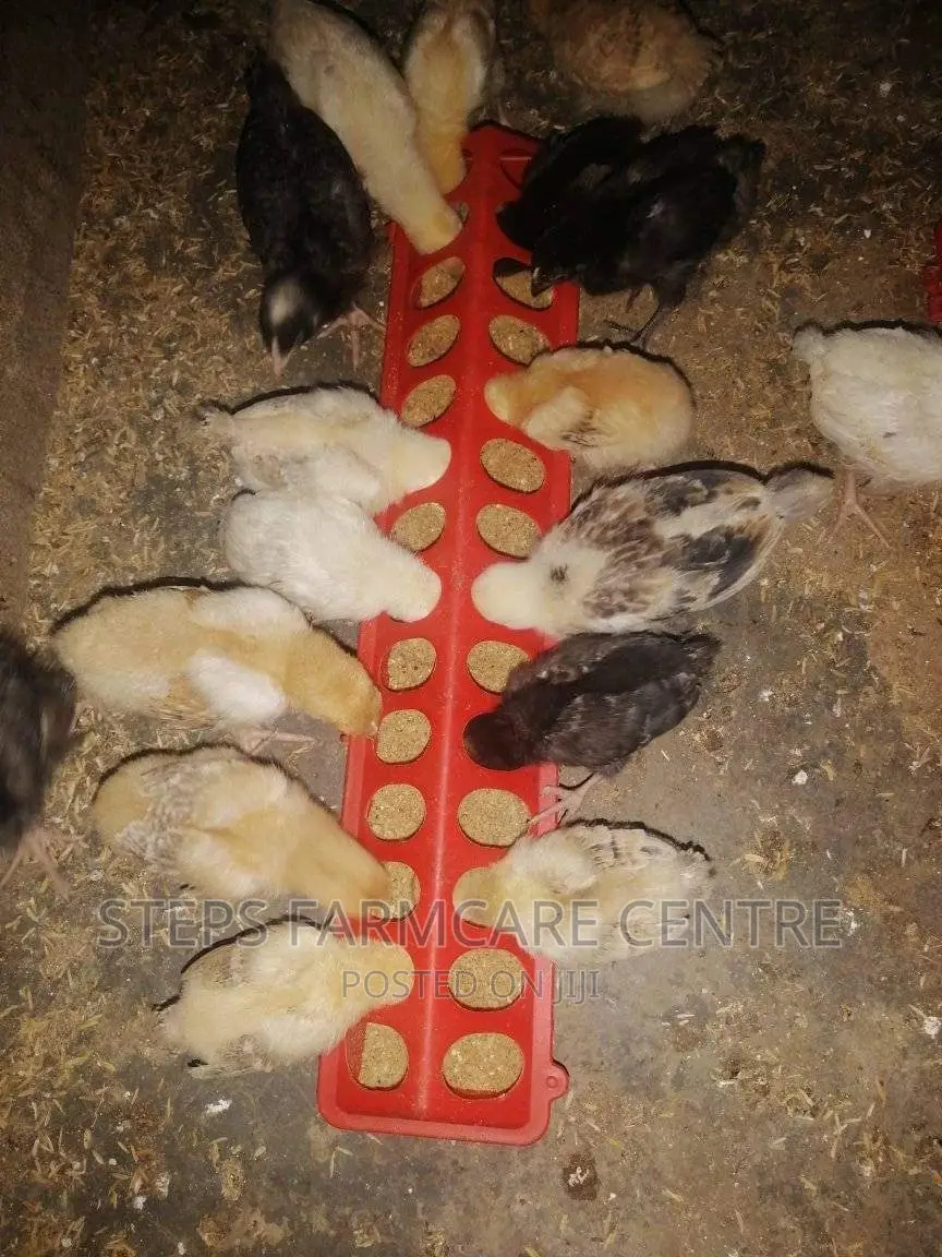 Poultry Feeder Troughs