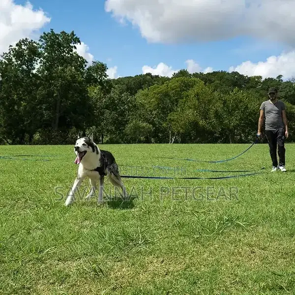 Puppy Obedience Recall Training Agility Dog Training Leash