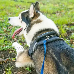Puppy Obedience Recall Training Agility Dog Training Leash