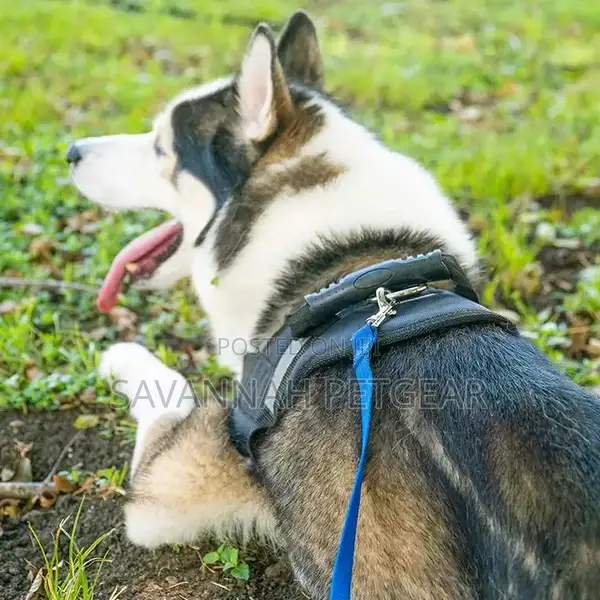 Puppy Obedience Recall Training Agility Dog Training Leash