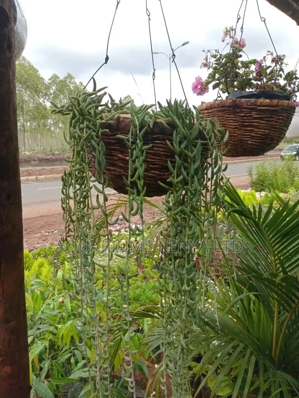 Hanging Flower Plants,Hanging Plants