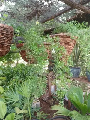 Long Hanging Plants,Flower Plants Hanging