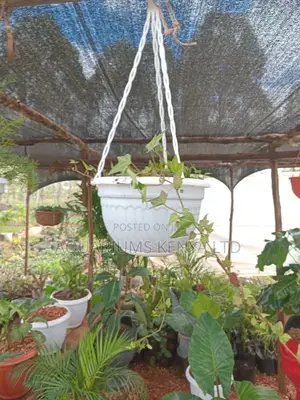 Plastic Hanging Flower Pots With Flowers