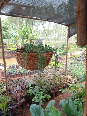 Thatched Hanging Flower Pot,Hanging Pots