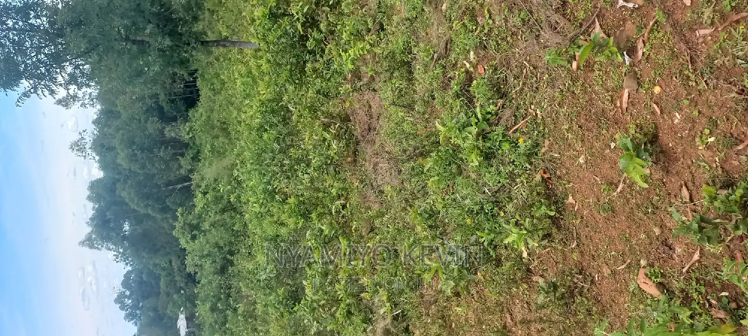 Ugenya Uholo in Ugunja Land & Plots for Sale, Nyamiyo Kevin Jiji.co.ke