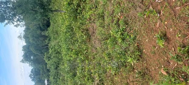 Ugenya Uholo - thumbnail 3