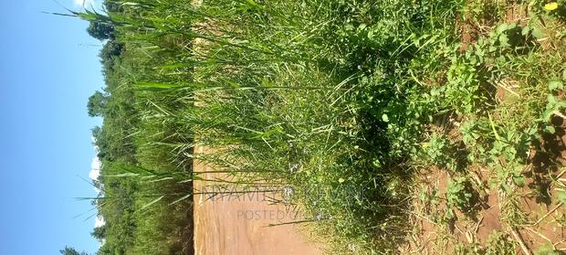 Ugenya Uholo - thumbnail 6