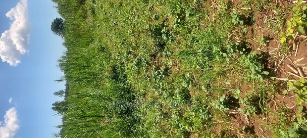 Ugenya Uholo - thumbnail 8