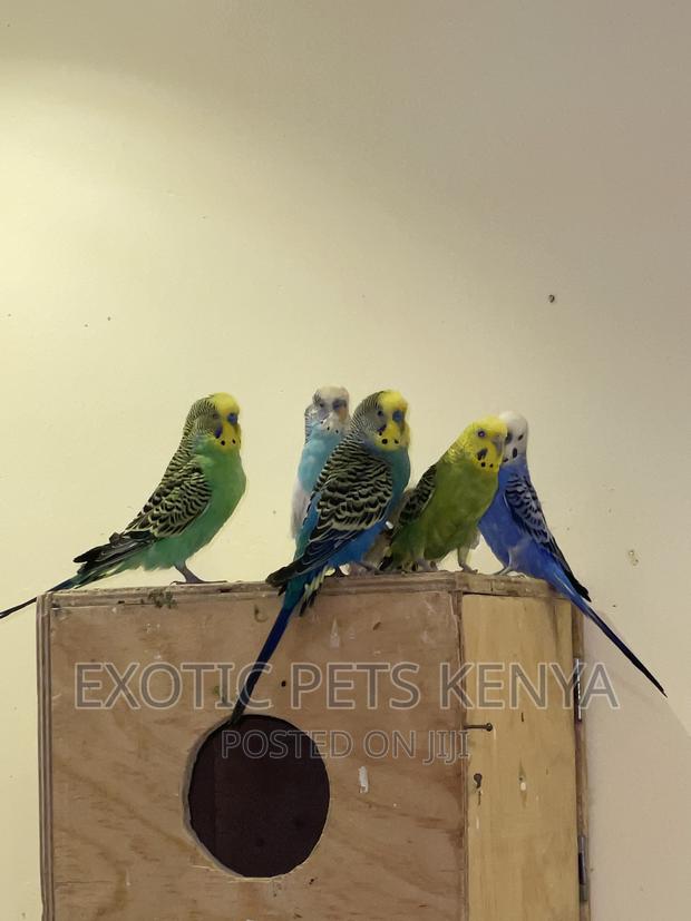 Australian Budgies/Parakeets - main view
