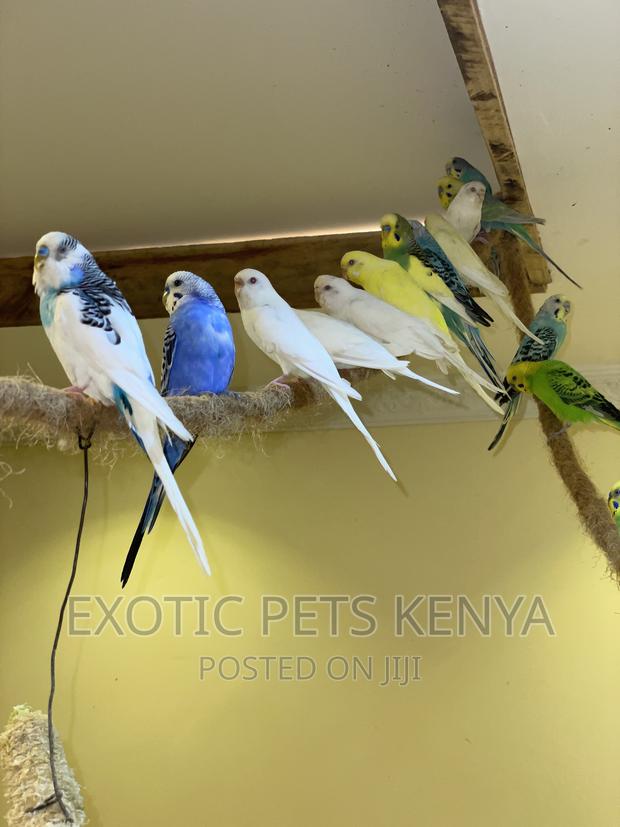 Australian Budgies/Parakeets - thumbnail 3