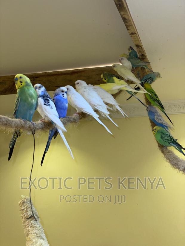 Australian Budgies/Parakeets - thumbnail 4