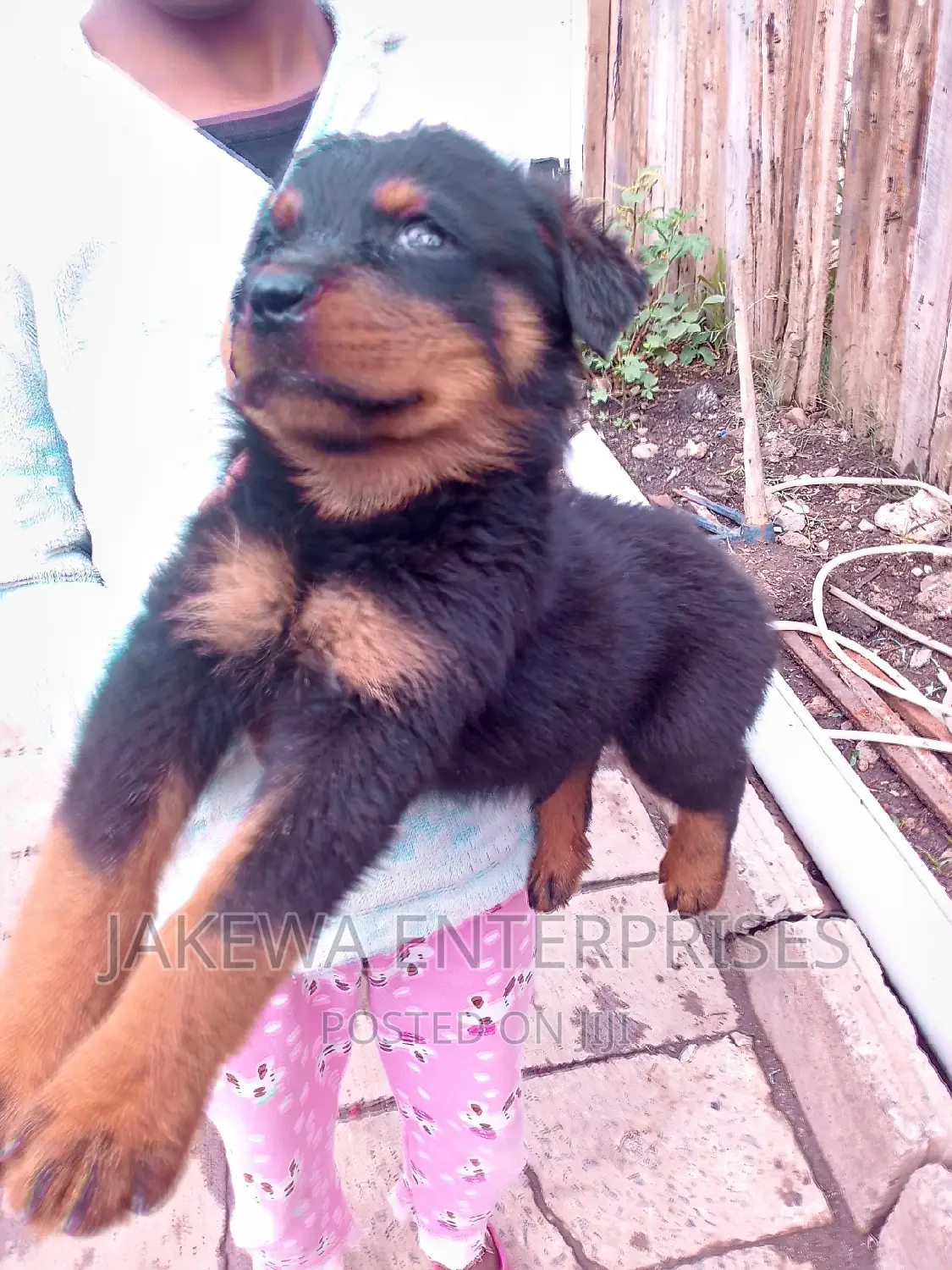 1-3 months Male Purebred Rottweiler