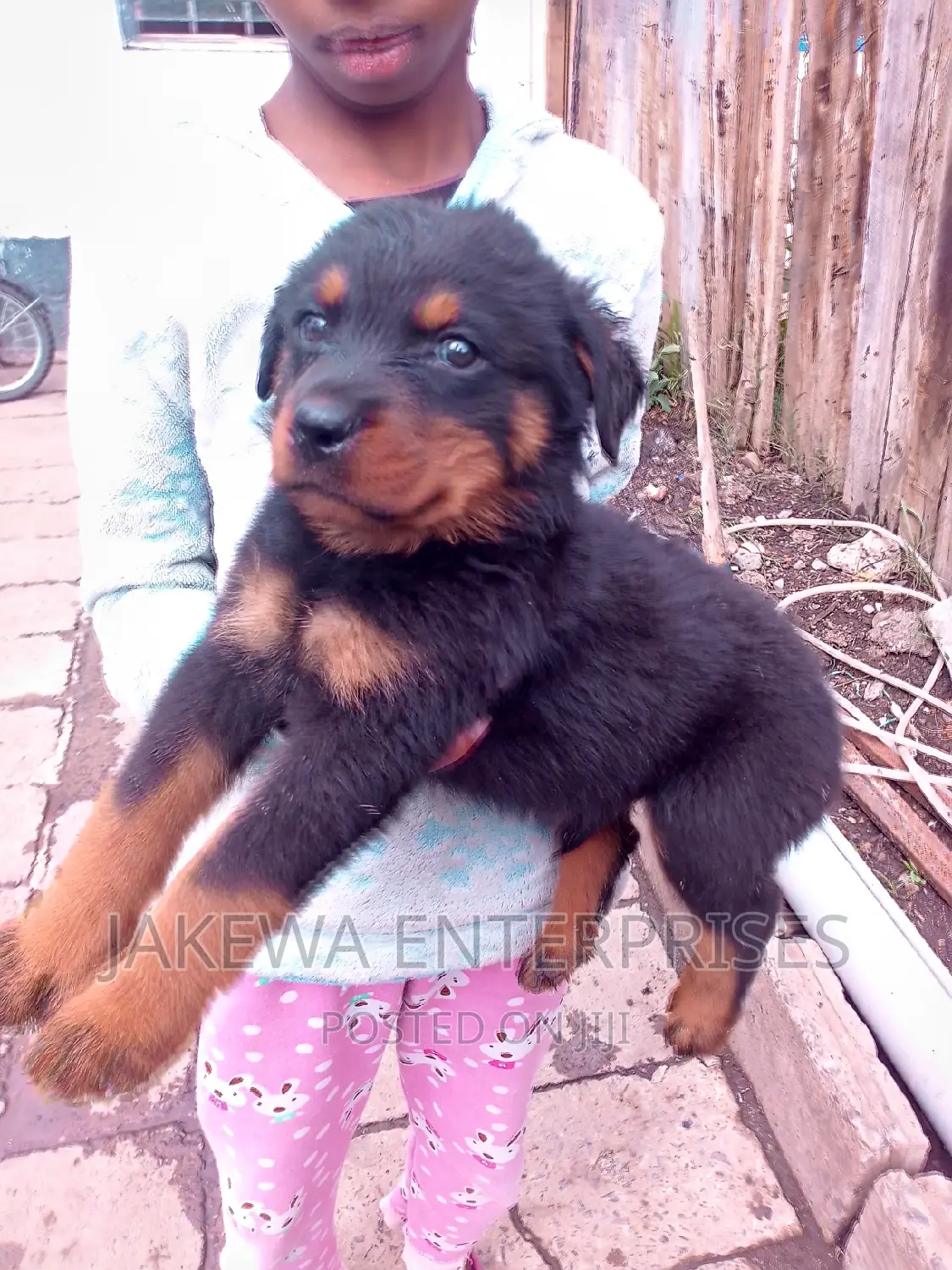 1-3 months Male Purebred Rottweiler