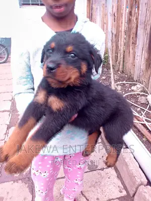 1-3 months Male Purebred Rottweiler