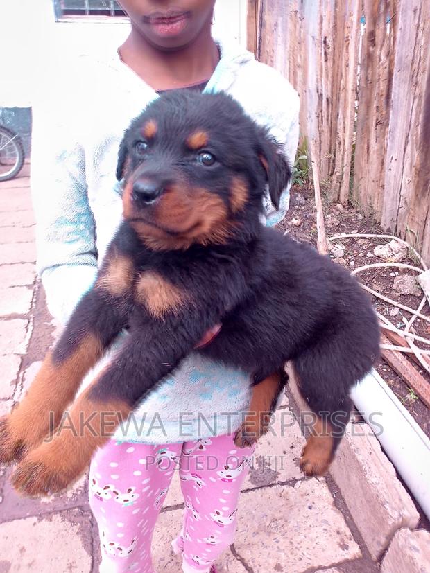 1-3 months Male Purebred Rottweiler - thumbnail 2