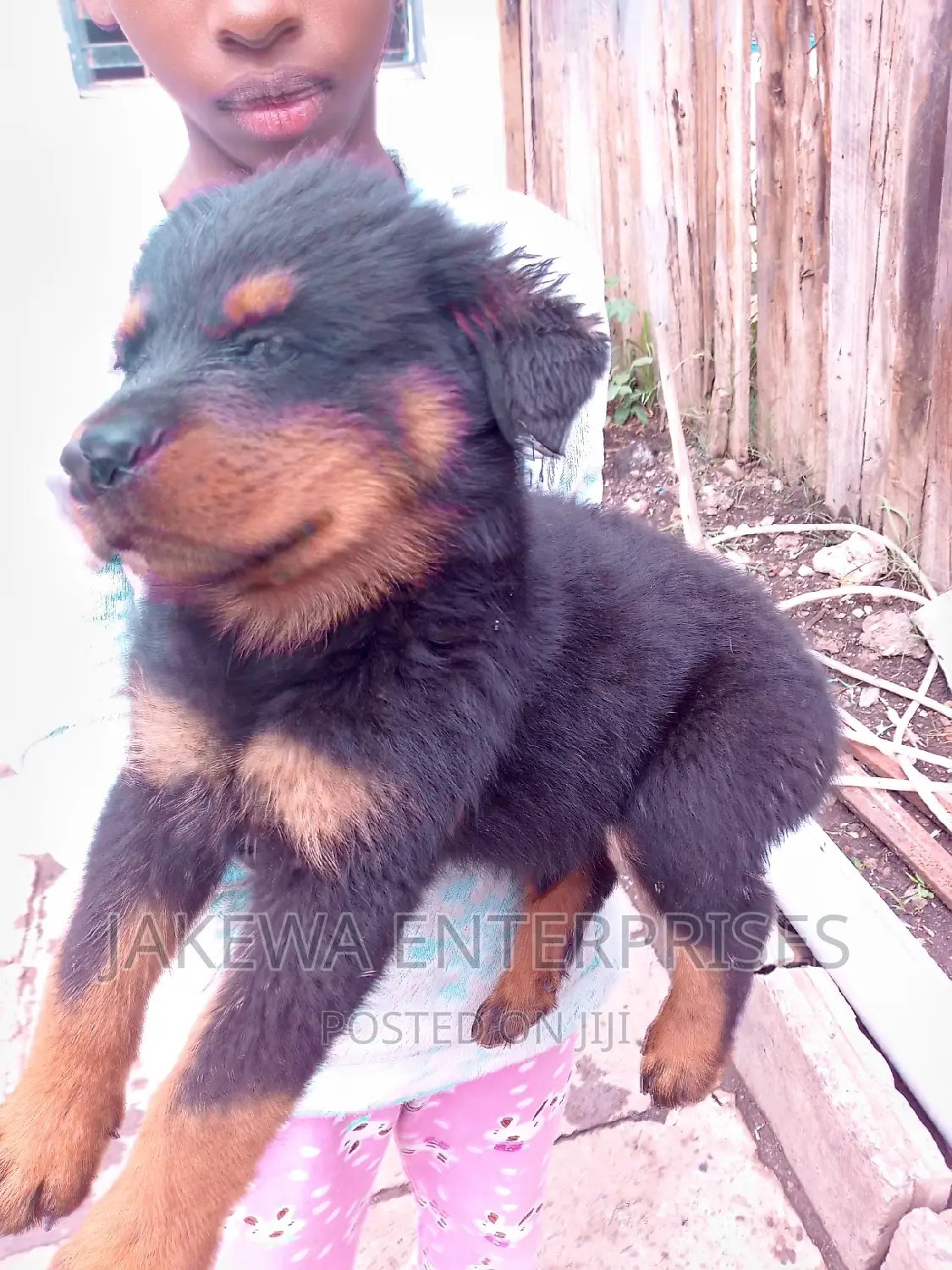 1-3 months Male Purebred Rottweiler