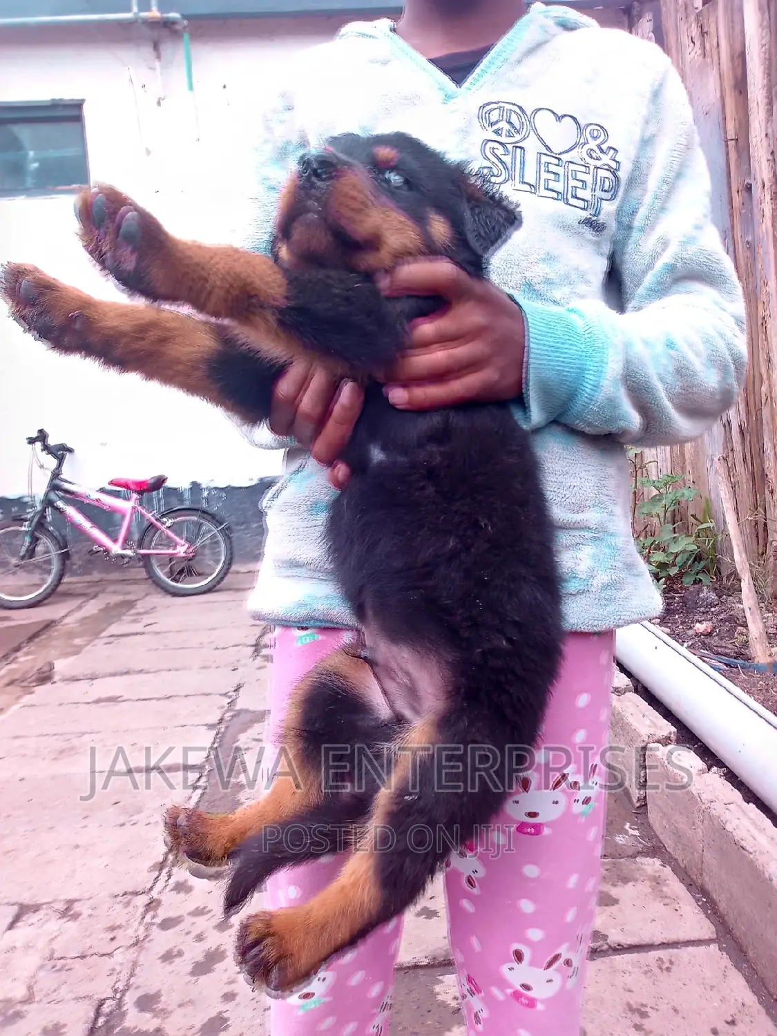 1-3 months Male Purebred Rottweiler