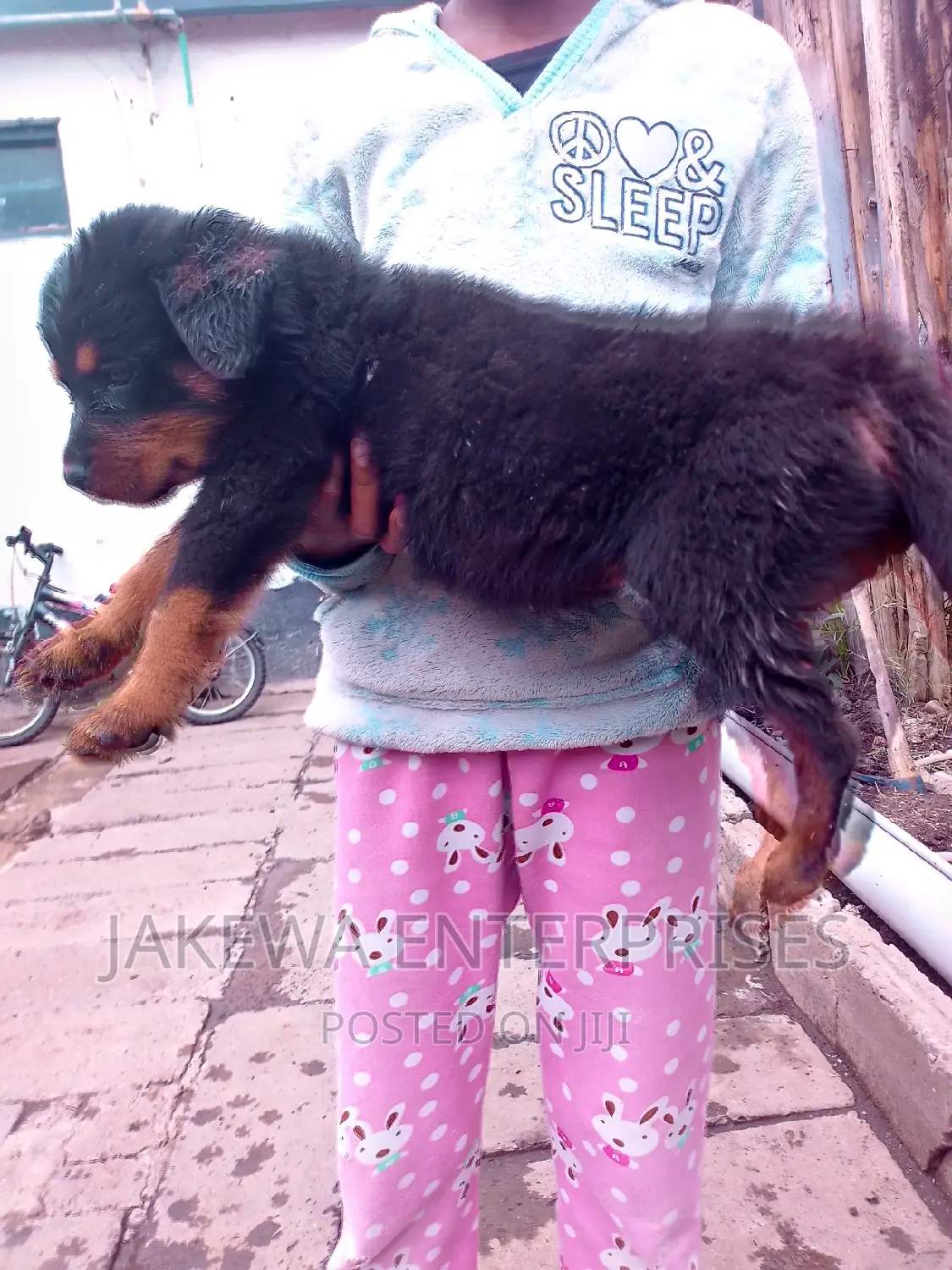 1-3 months Male Purebred Rottweiler