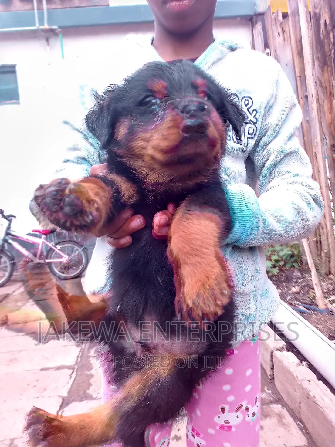 1-3 months Male Purebred Rottweiler