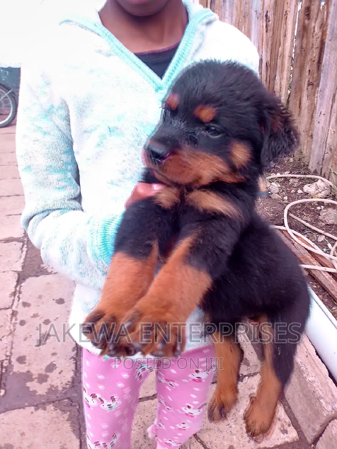 1-3 months Male Purebred Rottweiler
