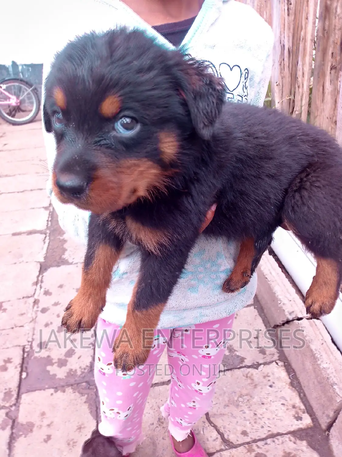 1-3 months Male Purebred Rottweiler