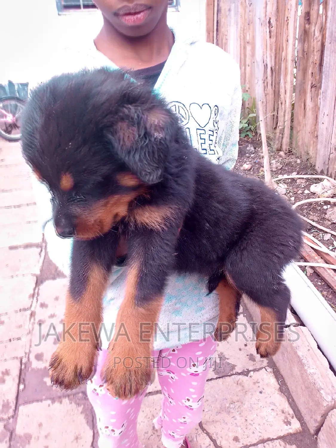 1-3 months Male Purebred Rottweiler
