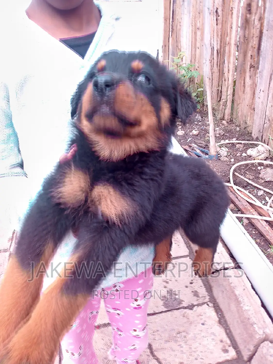 1-3 months Male Purebred Rottweiler