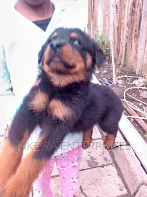 1-3 months Male Purebred Rottweiler
