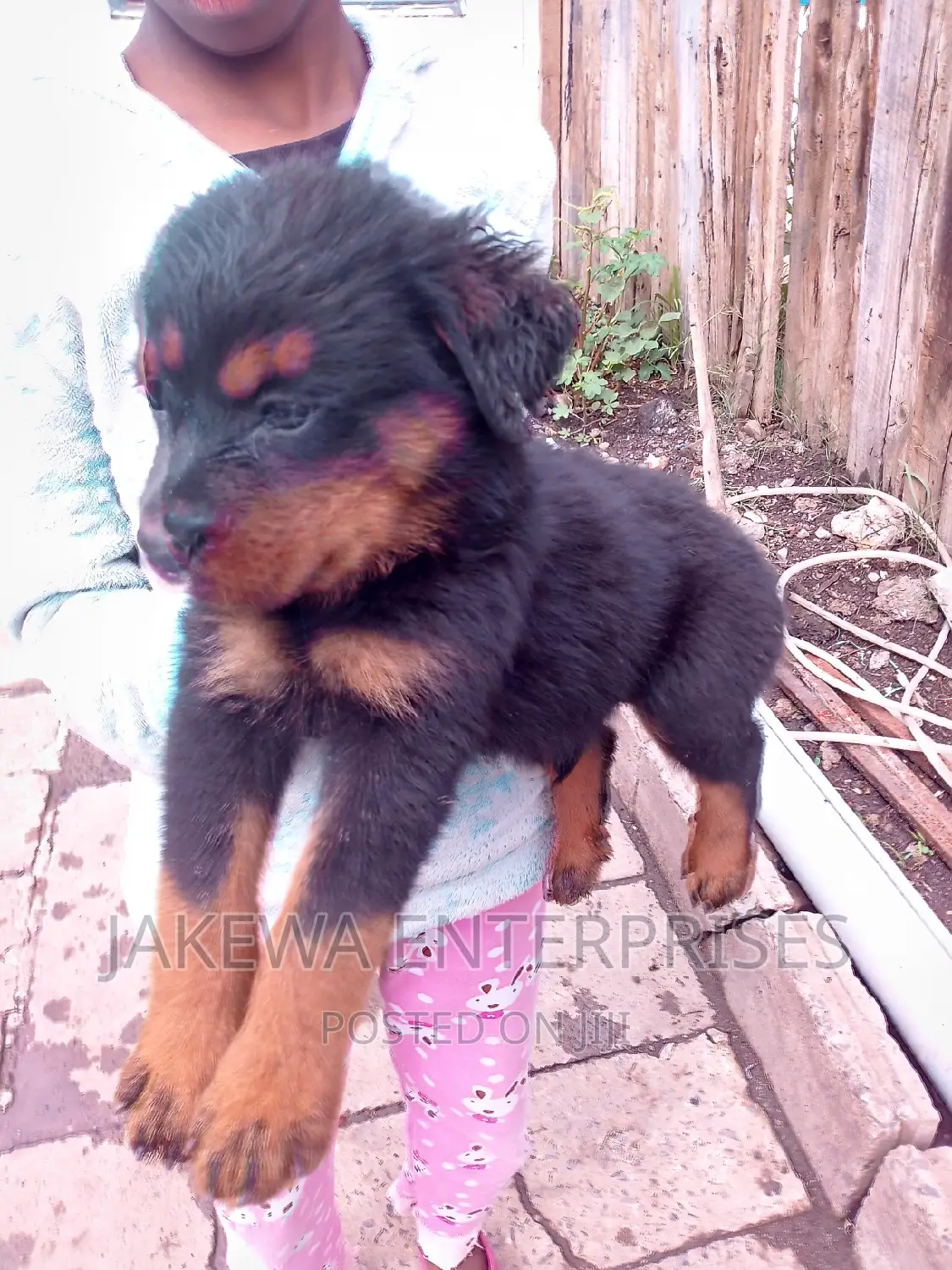 1-3 months Male Purebred Rottweiler