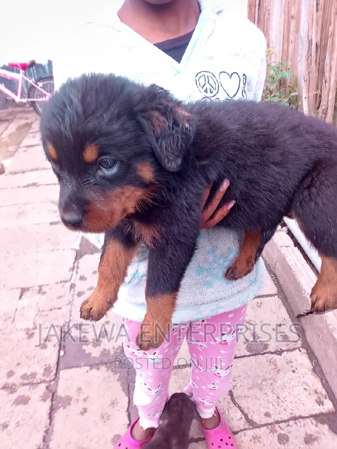 1-3 months Male Purebred Rottweiler