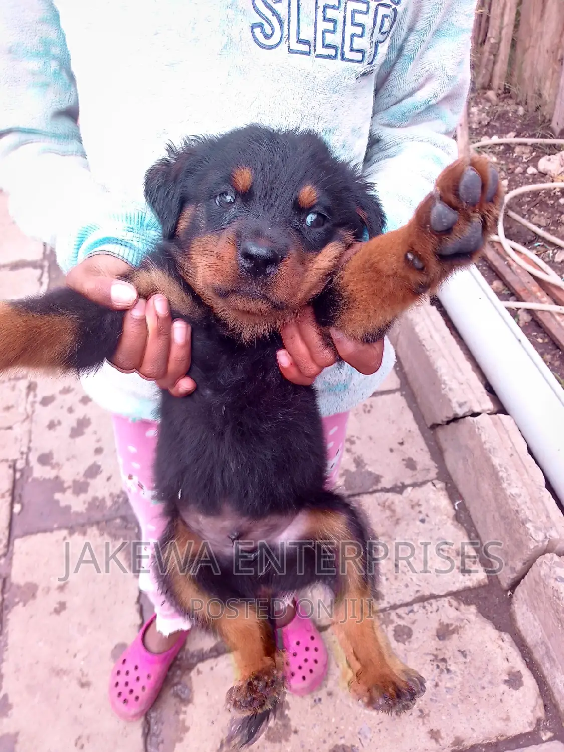 1-3 months Male Purebred Rottweiler