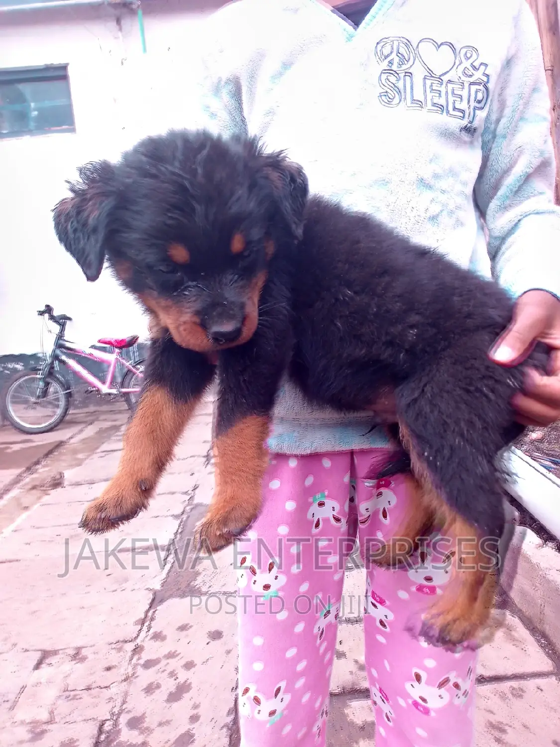1-3 months Male Purebred Rottweiler