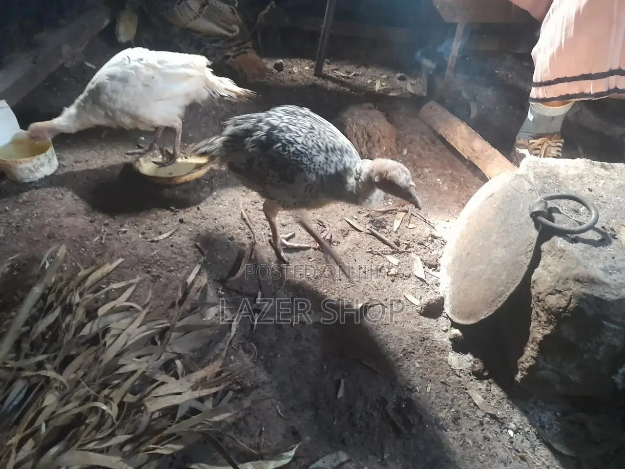 4months Turkeys