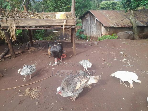 4months Turkeys - thumbnail 3