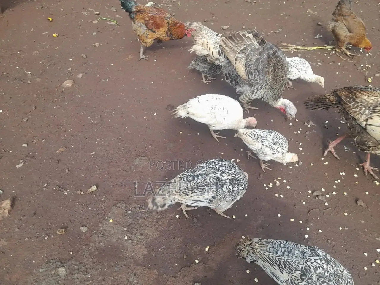 4months Turkeys