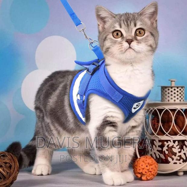 Step-in Soft Vest Cat Harness + Leash - main view