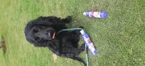 Brisky Dog Cat Shampoo.