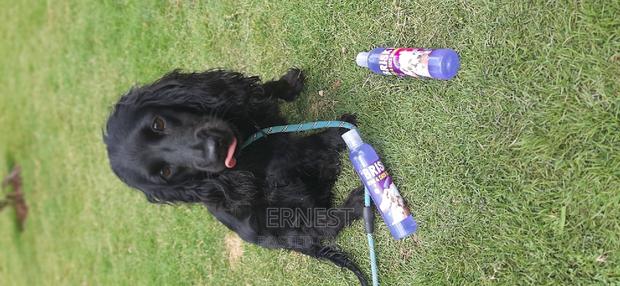 Brisky Dog Cat Shampoo. - main view