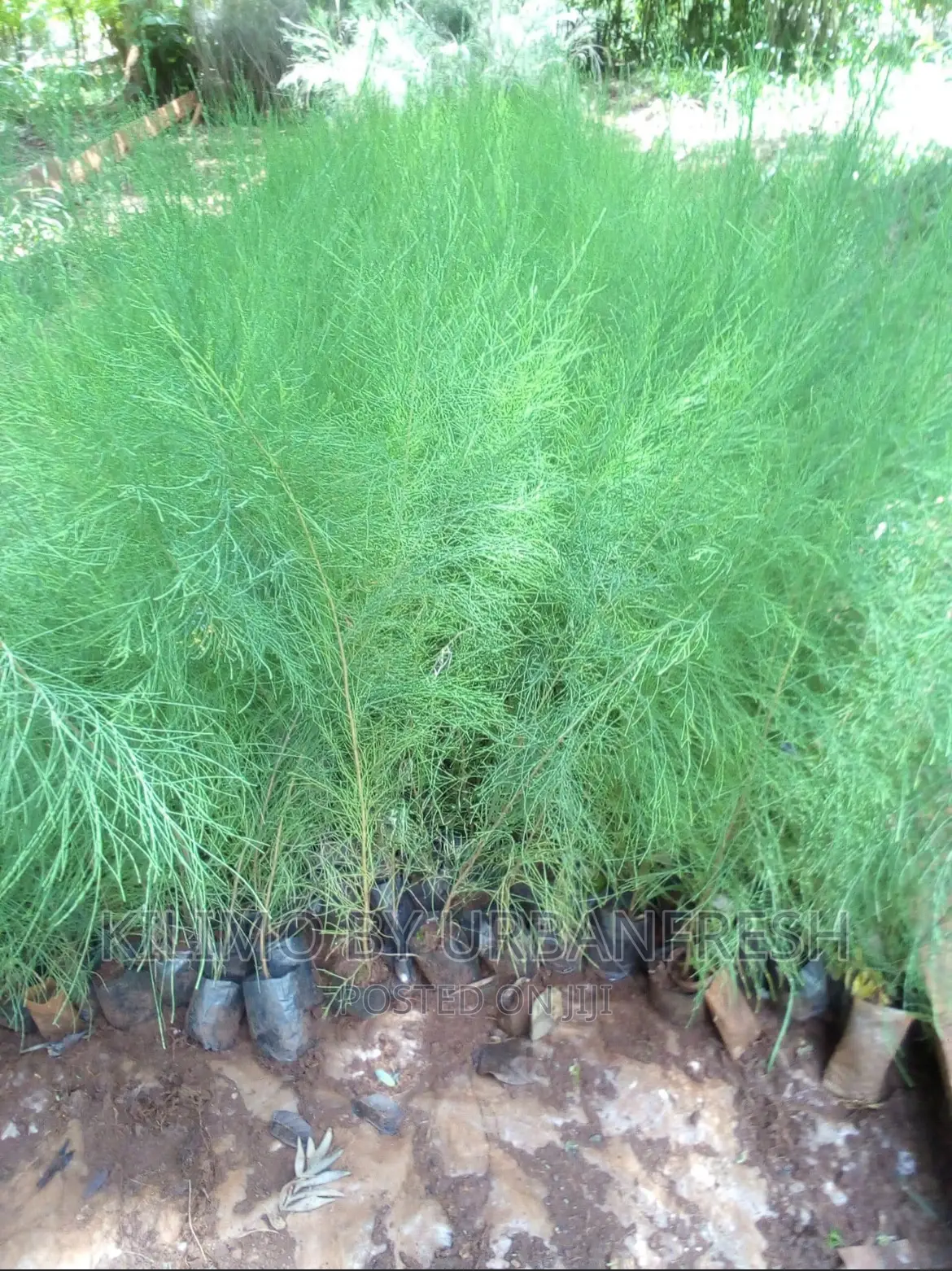 Casuarina Tree Seedlings Bunch 50