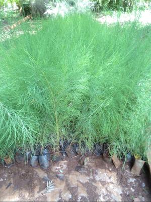Casuarina Tree Seedlings Bunch 50 - thumbnail 2